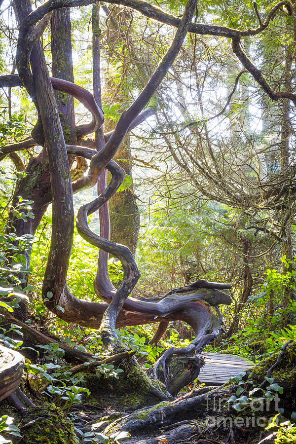 Twisted Elements Arbutus Tree Photograph