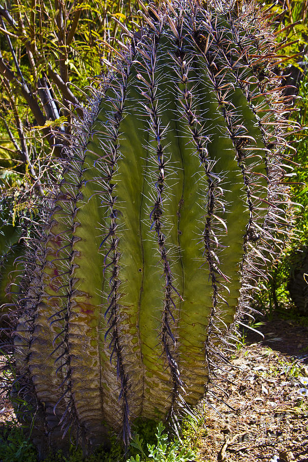 Twisted Cactus Photograph by Kathy McClure
