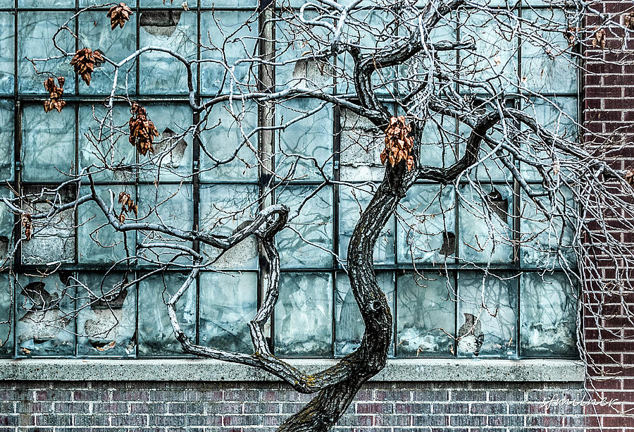 Twisted Decay - Abstract Metaphor  Photograph by Steven Milner