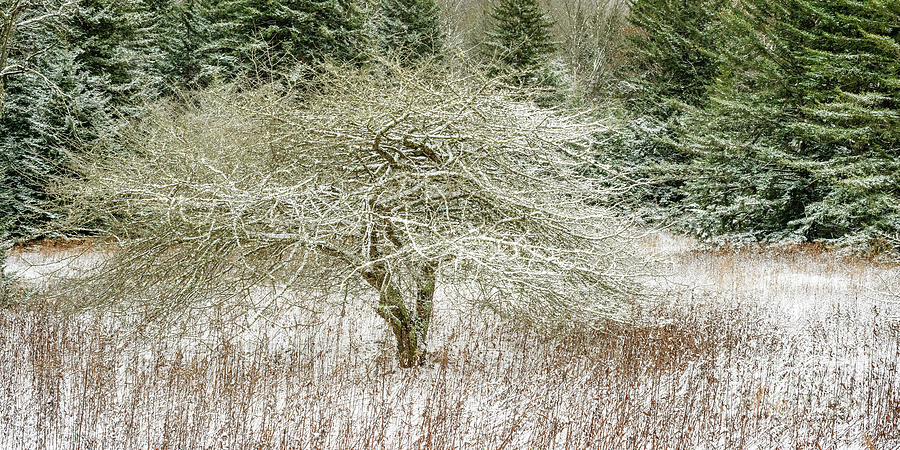 Twisted Dotted Thorn Tree Snow Photograph by Thomas R Fletcher