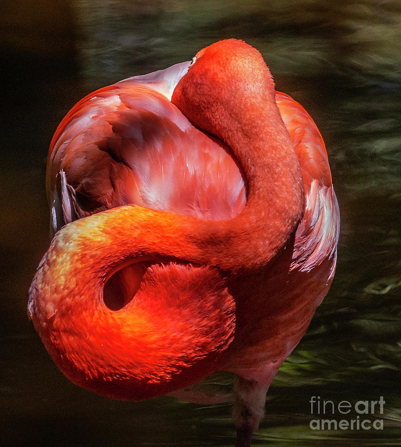 American Flamingo Photograph