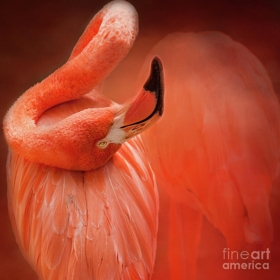 Twisted Flamingo Photograph by Pam  Holdsworth