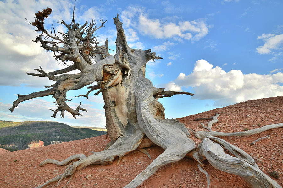 Twisted Forest Bristlecone Pine Photograph by Ray Mathis