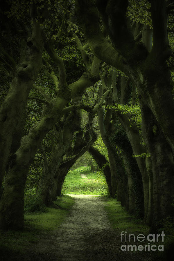 Twisted Forest Photograph by David Lichtneker