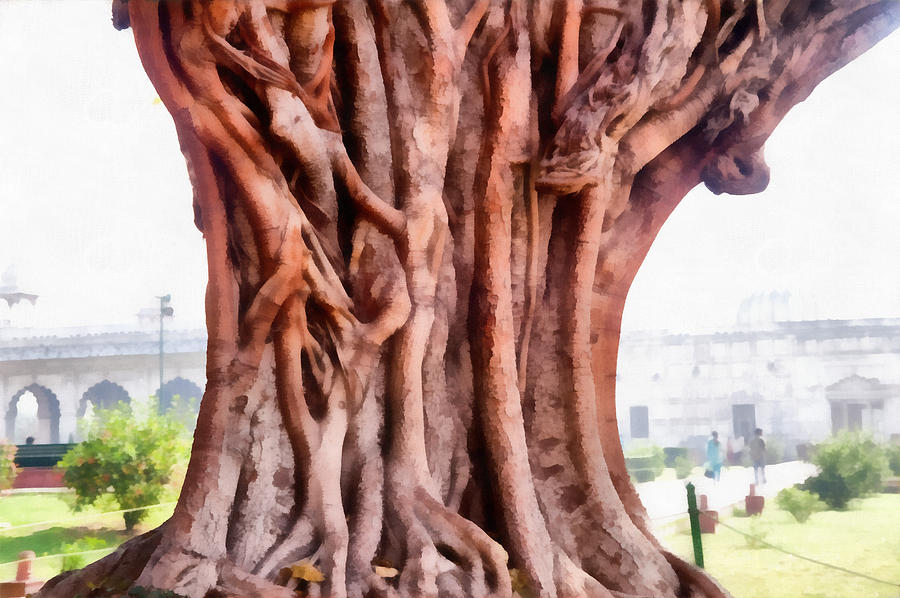 Twisted gnarled tree Photograph by Ashish Agarwal