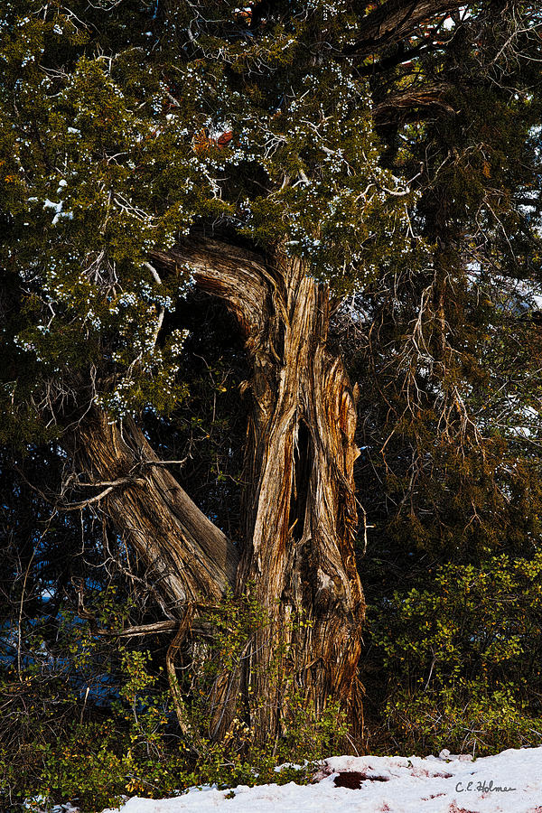 Twisted Juniper Photograph by Christopher Holmes