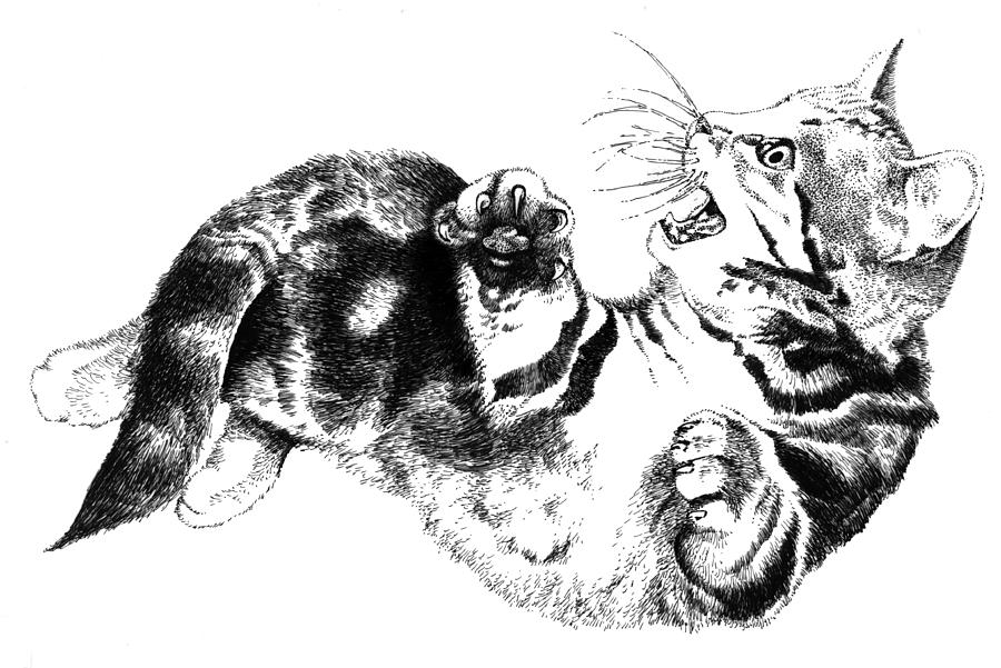 Twisted Kitten Drawing by David Kleinsasser