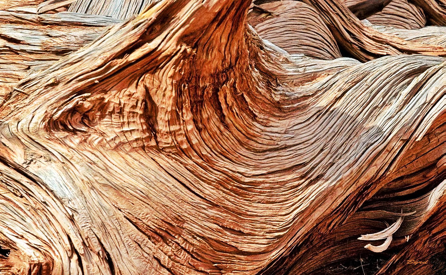 Twisted Log-ic Photograph by Christopher Byrd