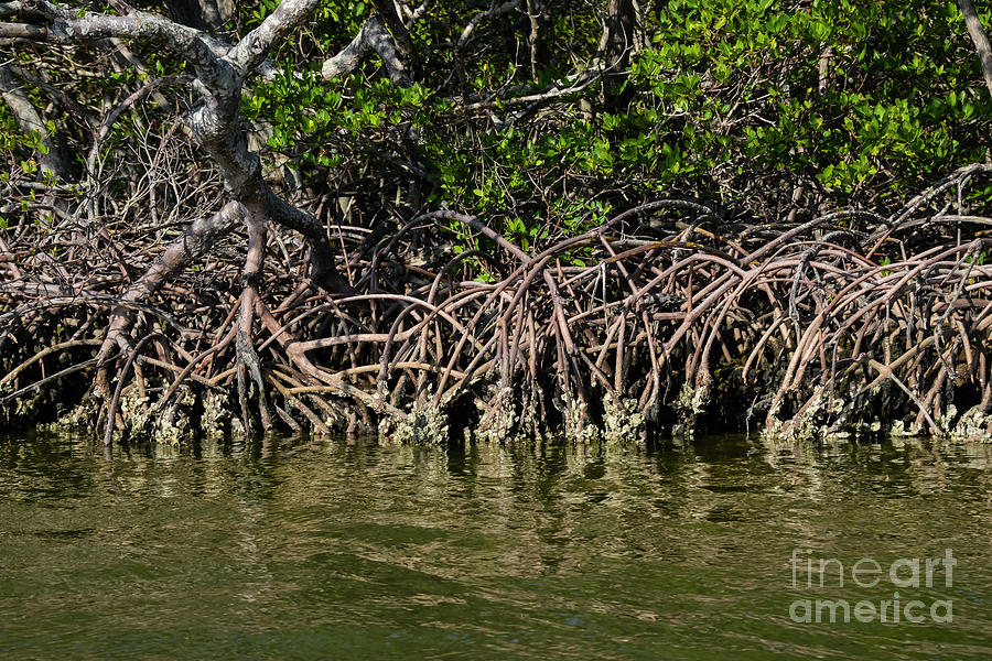 Twisted Mangrove Roots One Photograph by Bob Phillips