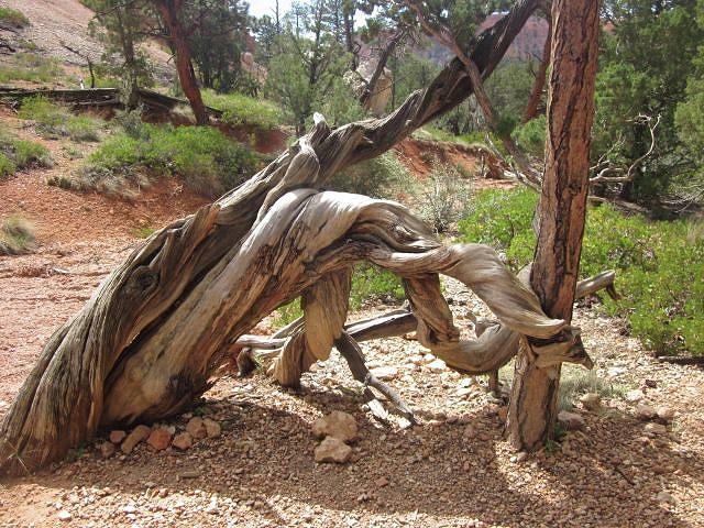 Grand Canyon National Park Photograph - Twisted by Margaret Vargas