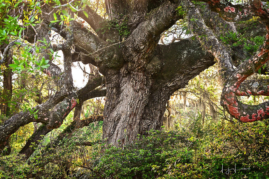 Twisted Oak Photograph by Lisa Lambert-Shank
