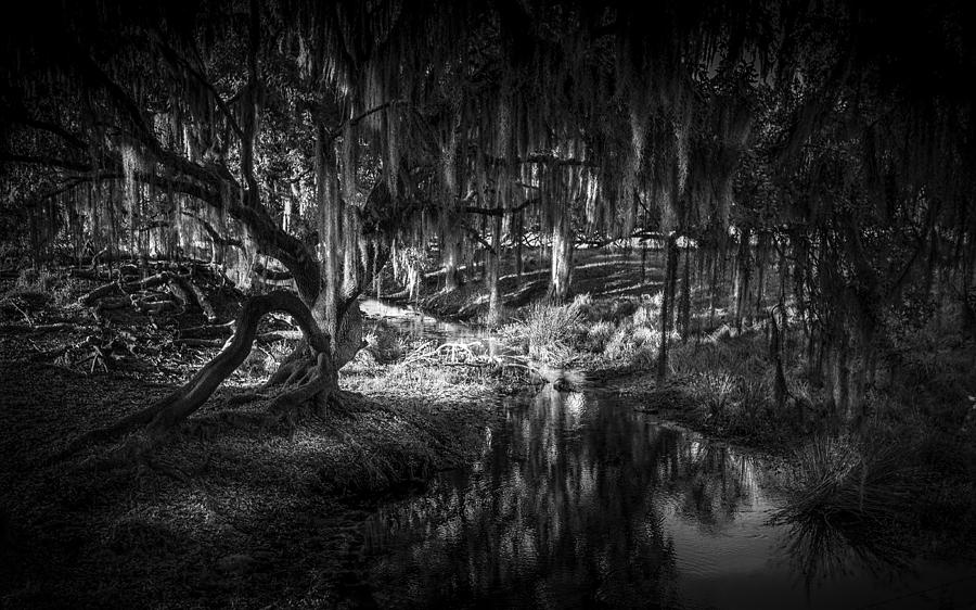 Twisted Oak Photograph by Marvin Spates