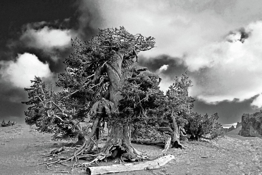 Crater Lake National Park Photograph - Twisted old Bristlecone Pine above Crater Lake - Oregon by Alexandra Till