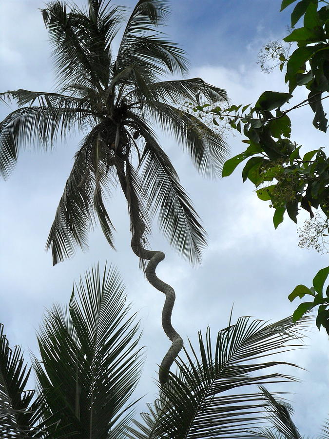 Twisted Palm Photograph by Joe  Burns