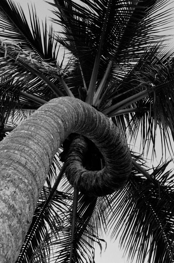 Twisted Palm Photograph by Kari Tedrick