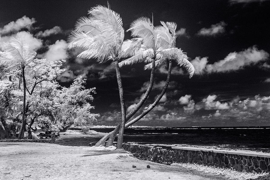 Twisted Palm Trio - landscape Photograph by Sean Davey