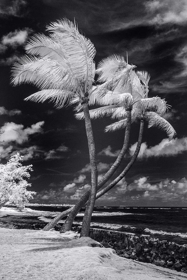 Twisted Palm Trio Photograph by Sean Davey