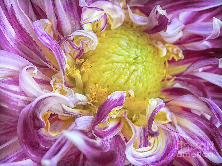 Twisted Petals by Kim Andelkovic Twisted Petals by Kim Andelkovic