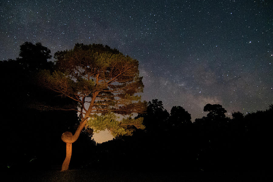 Twisted Pine and Milky Way Photograph by Steve Stuller