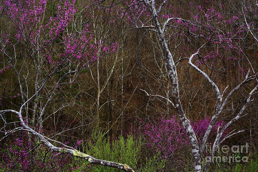 Twisted Redbud in the Woods Photograph by Thomas R Fletcher