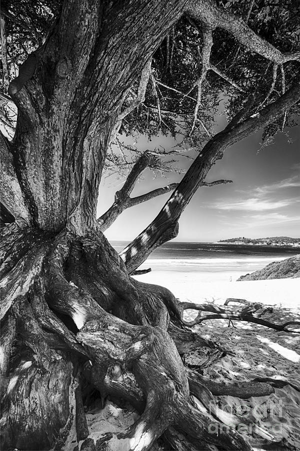 Tree Photograph - Twisted Roots on the Beach by George Oze