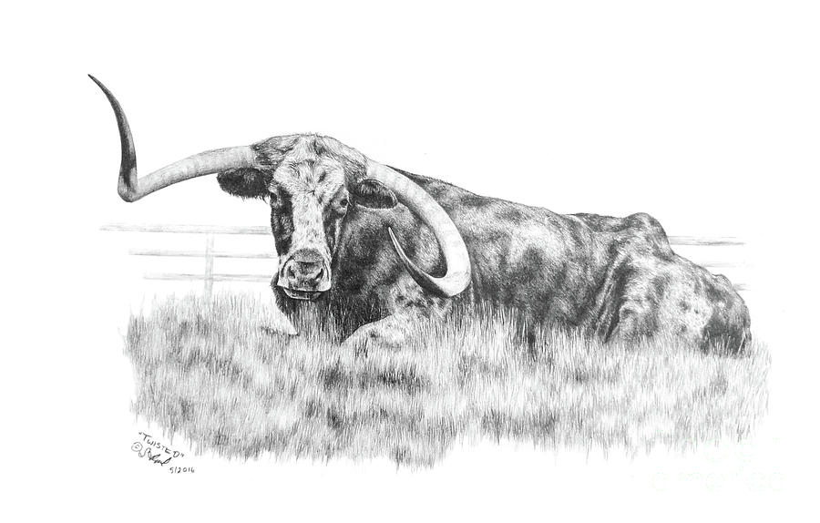 Cow Drawing - Twisted by Sabrina Thiel