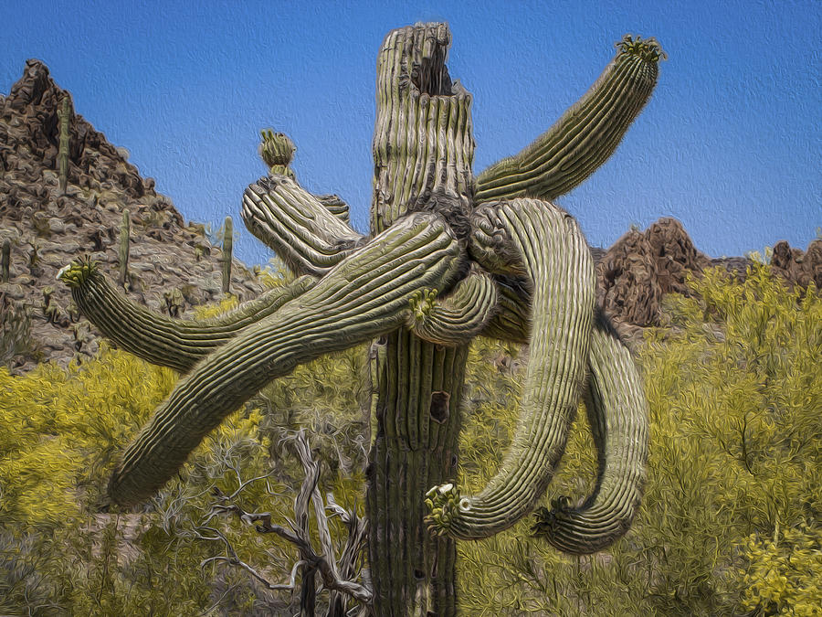 Twisted Saguaro Photograph by Jean Noren
