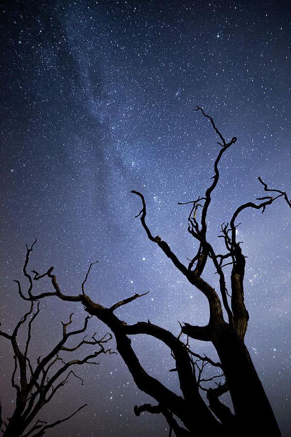 Twisted Spooky Trees and the Milky Way Stars Photograph by Anita Nicholson
