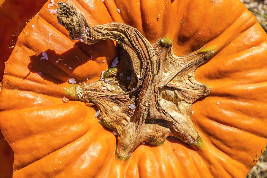 Twisted Stemmed Pumpkin Photograph by Susan Bandy