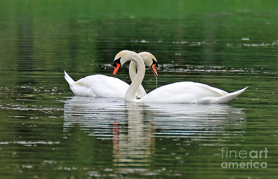 Twisted Swans Photograph by Steve Gass
