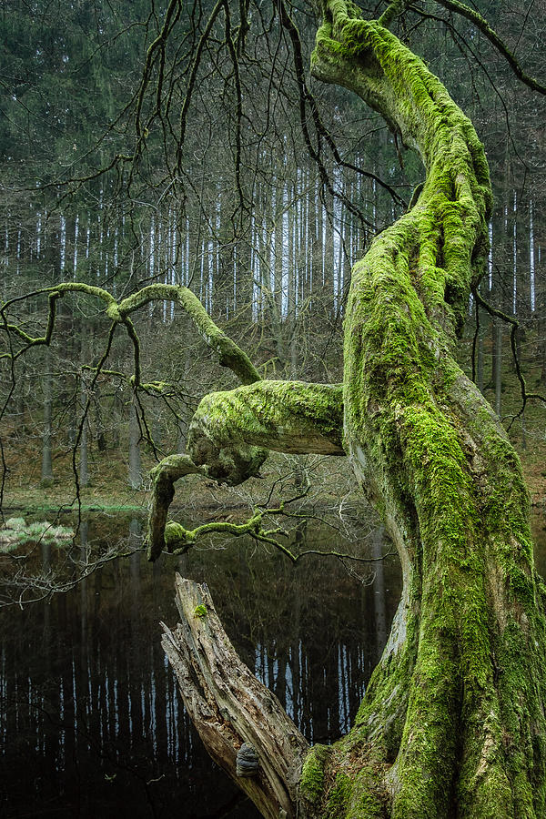 Twisted Tree Photograph by Alexander Kunz Twisted Tree Photograph by Alexander Kunz