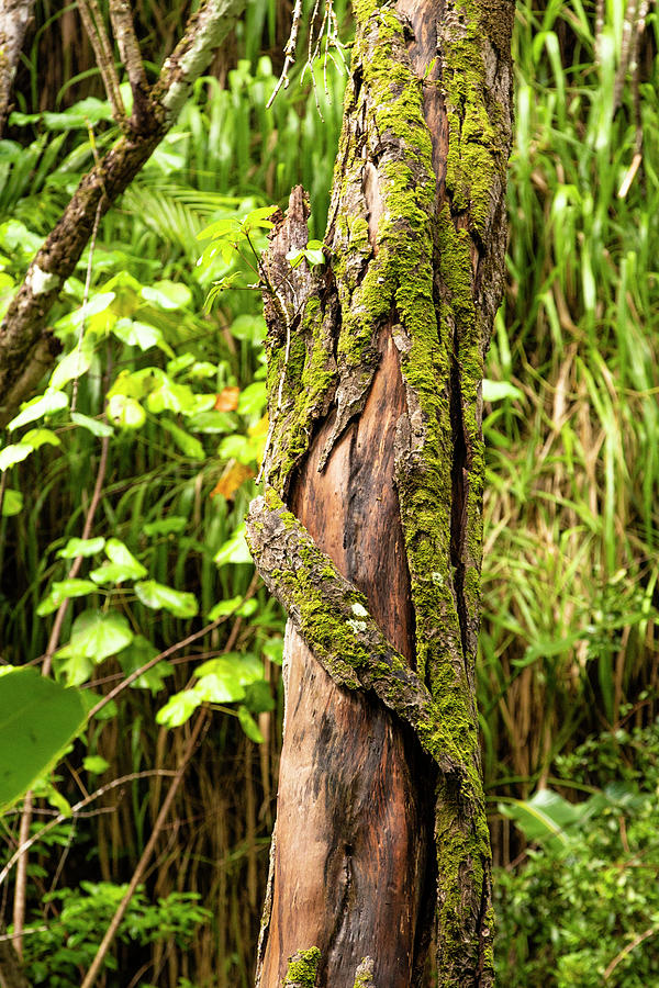 Twisted tree bark Photograph by Jason Hughes