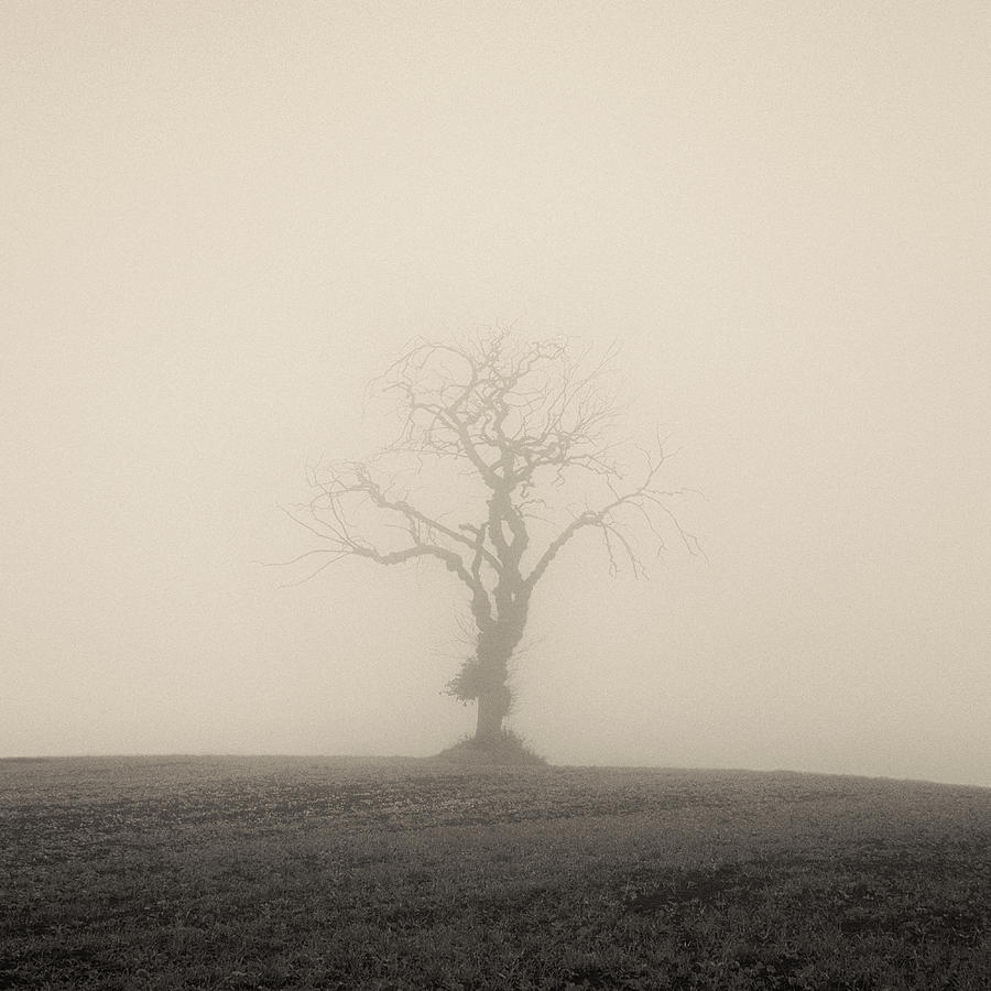 Twisted Tree Photograph by Dave Bowman - Fine Art America