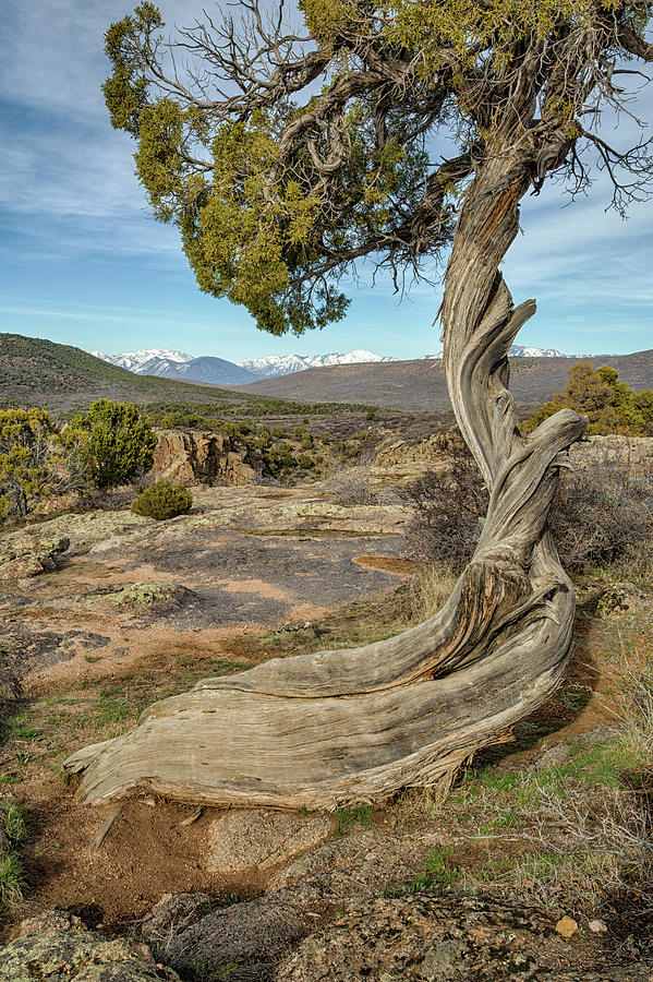 Twisted Tree Photograph by Denise Bush