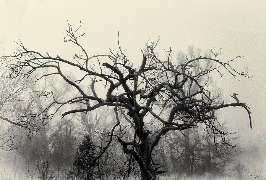 Twisted Tree in Fog Photograph by Tony Grider