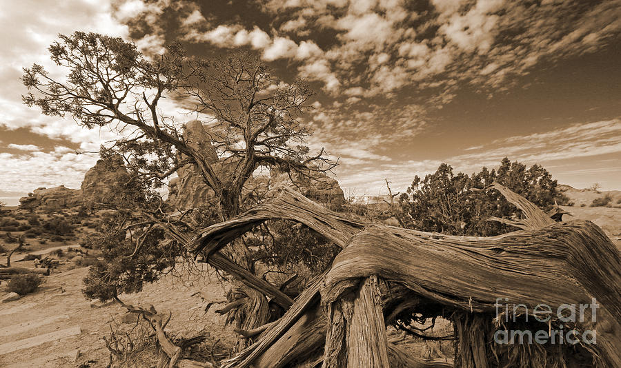 Twisted Tree in sepia Photograph by Mary Haber