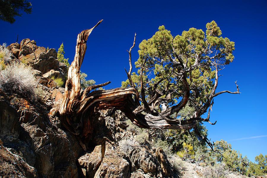 Twisted Tree in the Inyo Mountains Photograph by Brian Lockett