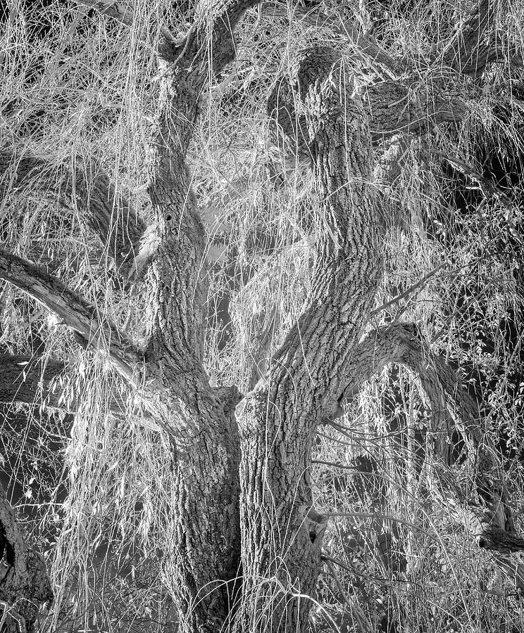 Twisted Tree Ir 9058 Photograph
