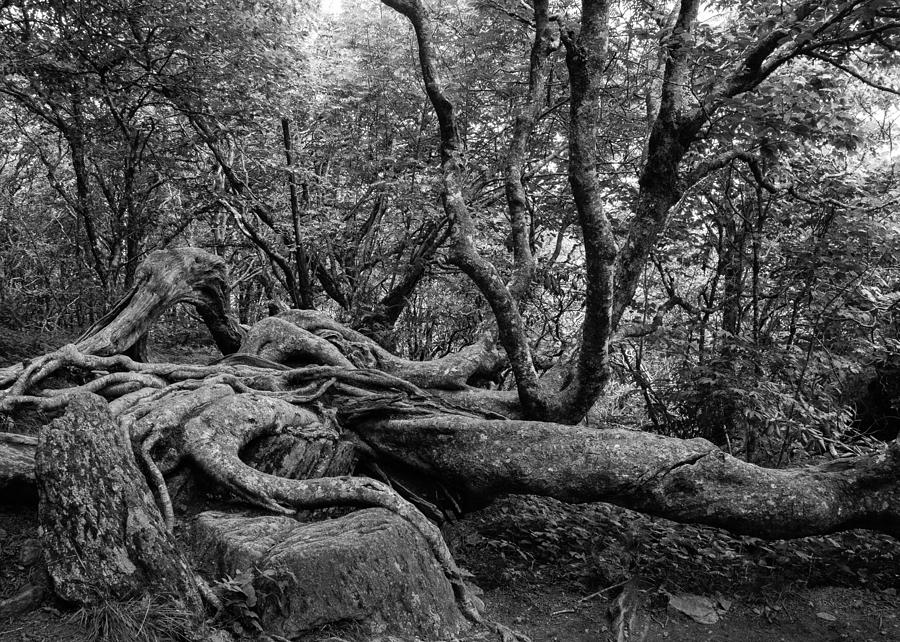 Twisted Tree Photograph by Jay Whipple | Fine Art America