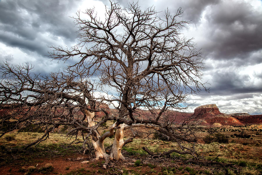 Twisted Tree Landscape Photograph by Diana Powell