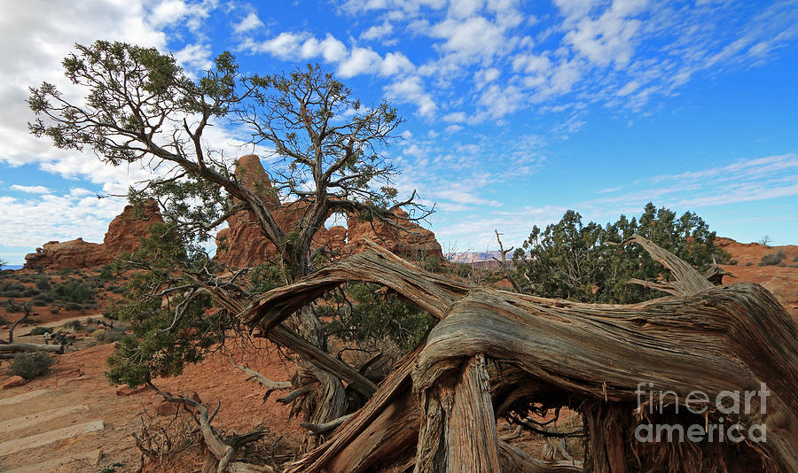 Twisted Tree  Photograph by Mary Haber