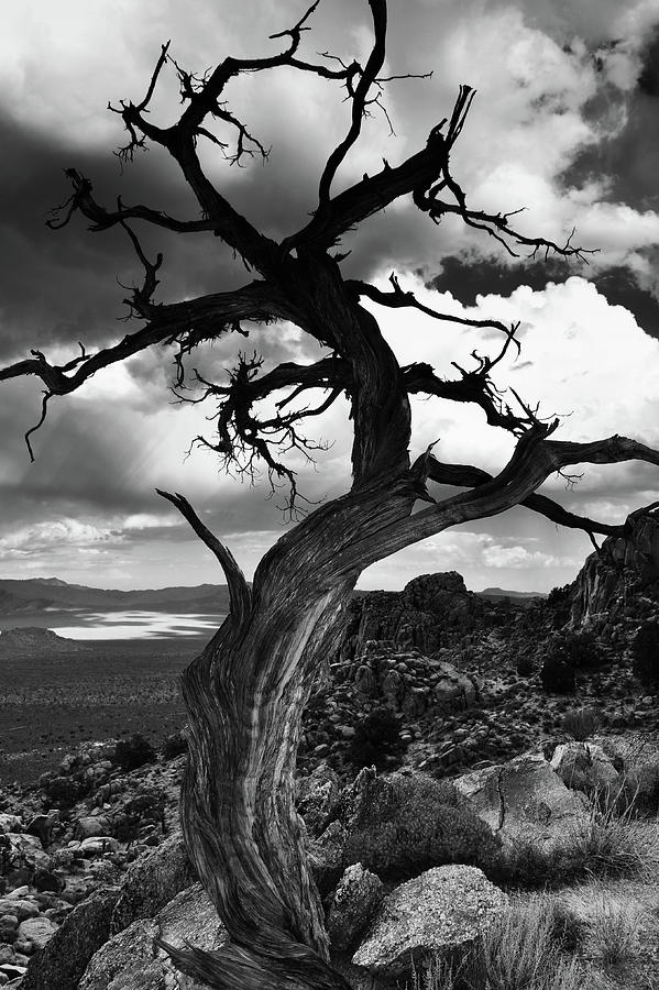 Twisted Tree Mojave Photograph by Kyle Hanson