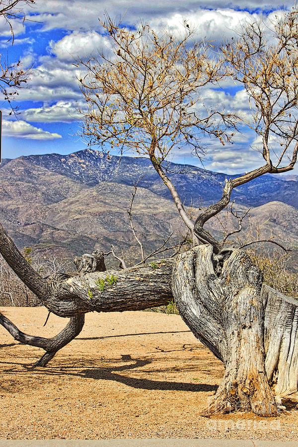 Twisted Tree Photograph by Ty Shults