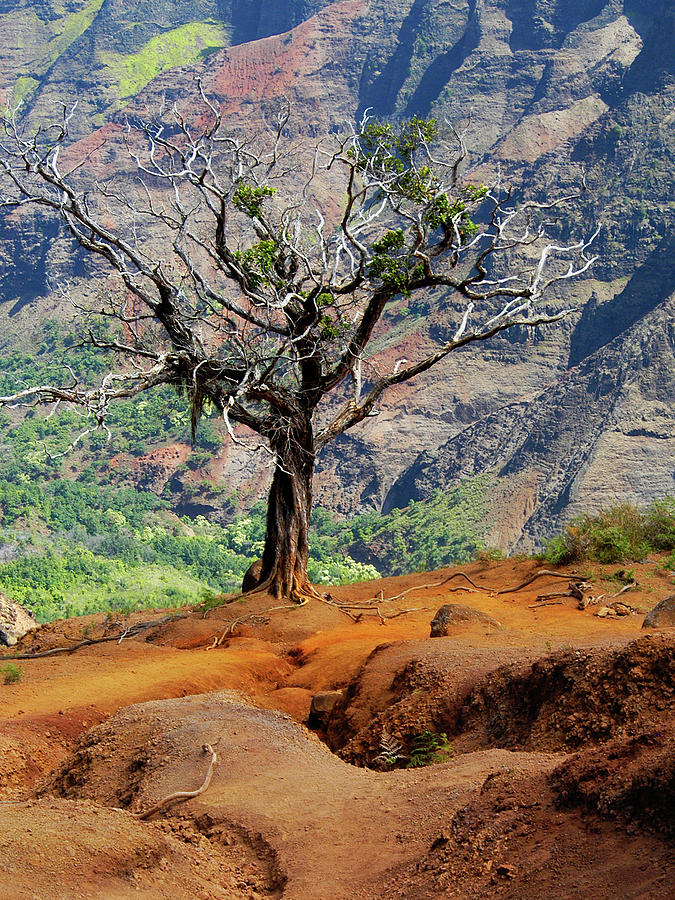 Tree Photograph - Twisted Tree, Wiamea Canyon, Kawai Hawaii by Michael Bessler