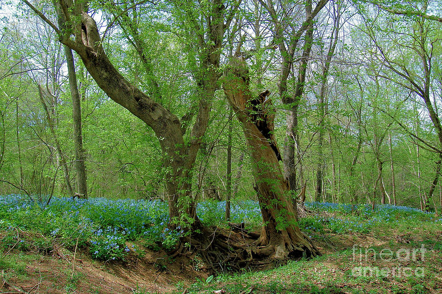 Twisted Trees and Bluebells Photograph by Cortney Price
