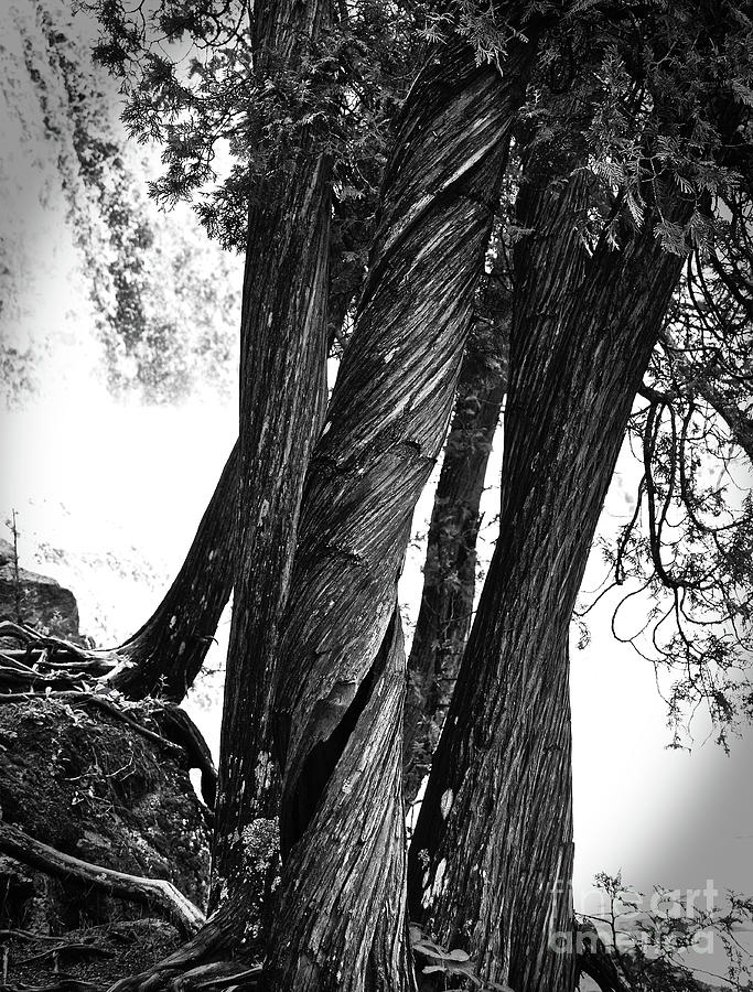 Twisted Trees Of Gooseberry Falls Photograph