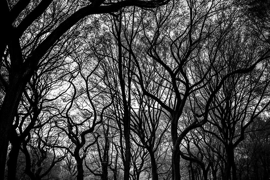 Twisted Trees Photograph