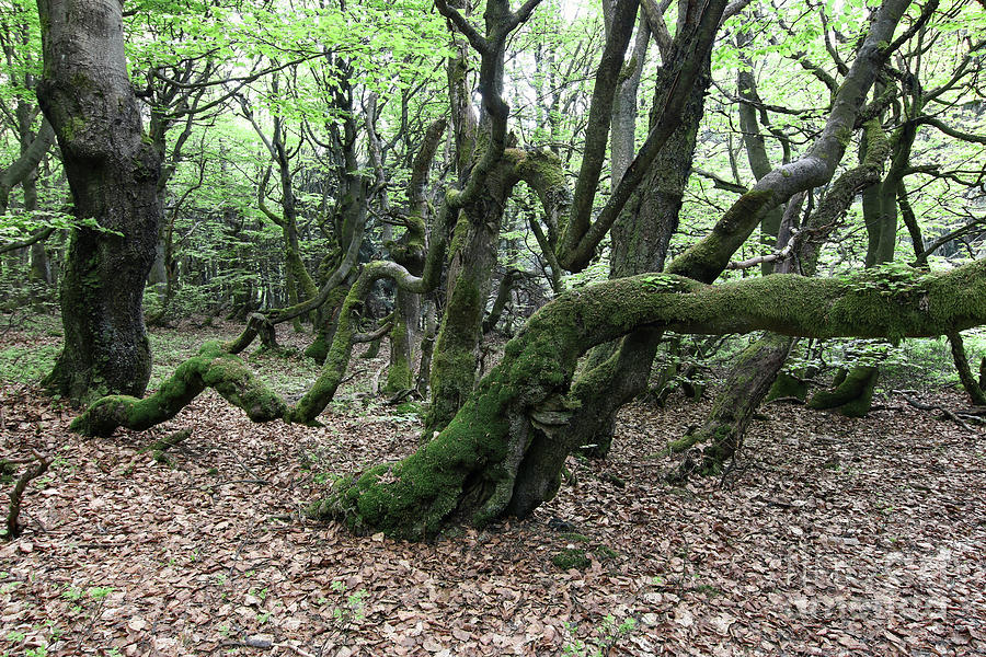 Twisted trunks of beech trees - old beech forest Photograph by Michal Boubin