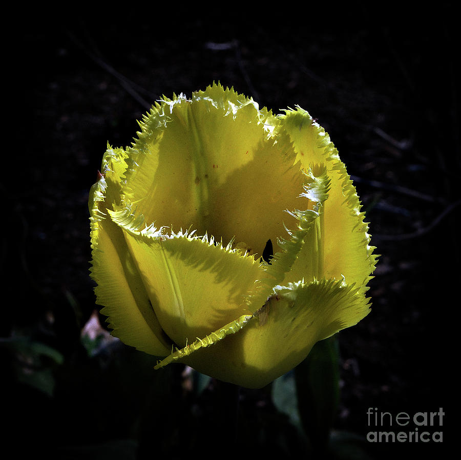 Twisted Tulip Photograph by Skip Willits
