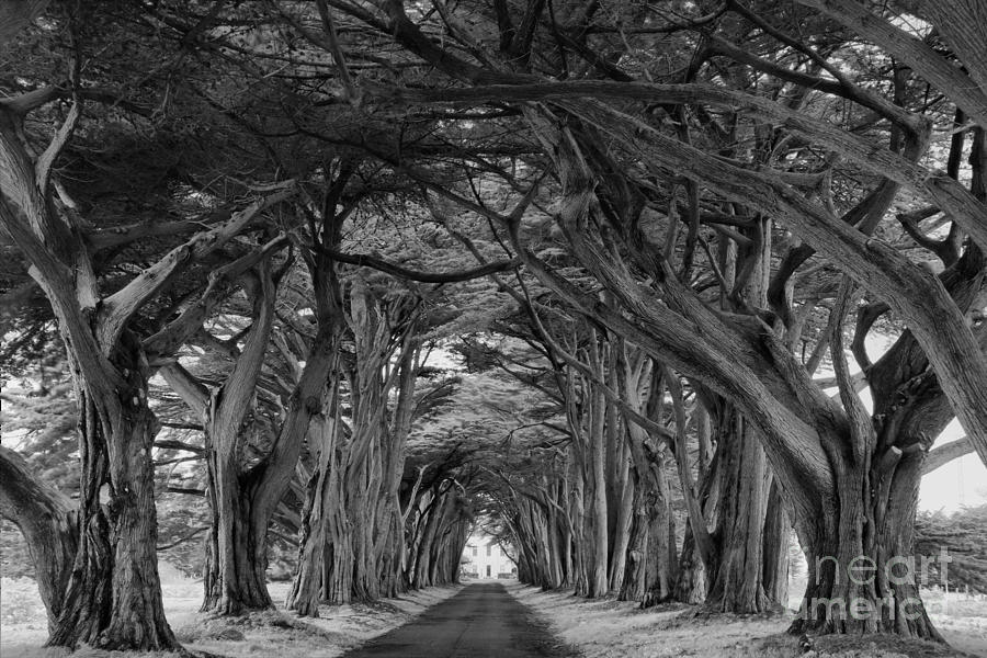 Point Reyes National Seashore Photograph - Twisted Tunel Black And White by Adam Jewell